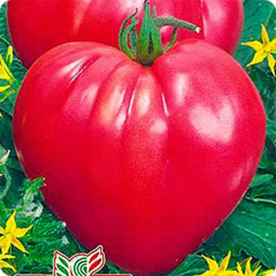 Coeur flamboyant de tomate