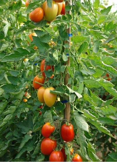 Tomato Raja