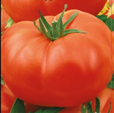 Délice céleste à la tomate