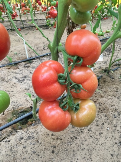 Rallye de tomates