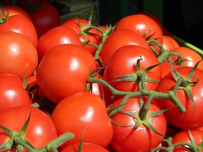 Tidlig tomat 83