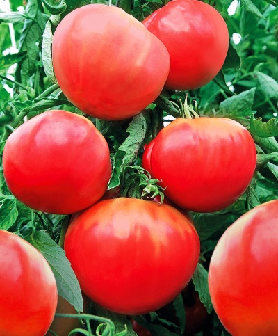 عملاق الطماطم المبكر