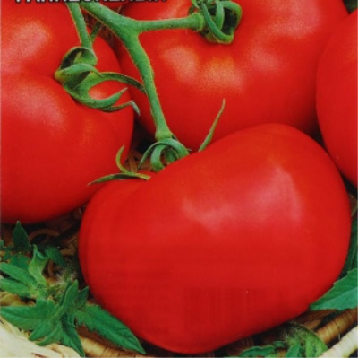 Amour précoce de la tomate