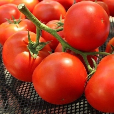 Tomaten Frühaufsteher