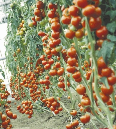 طماطم رابسودي NK