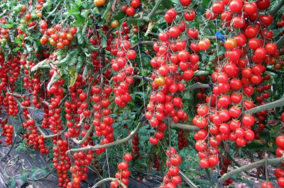 طماطم رابونزيل