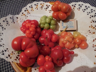 Racétomite de tomate