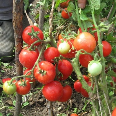 Tomate Renette