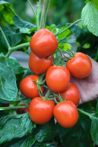 Richies tomat