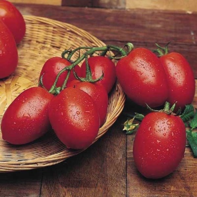 Rio Grande tomat