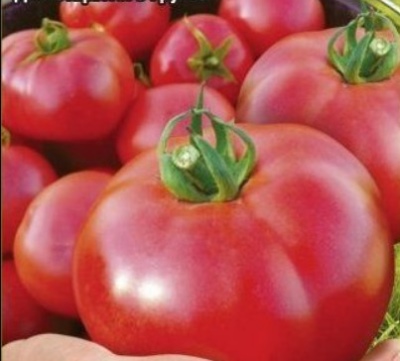 Tomaten Windrose