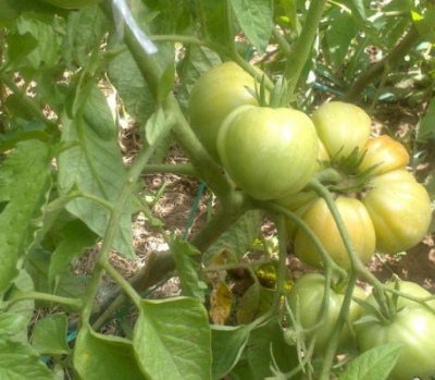 Tomaten Pfund Rosmarin
