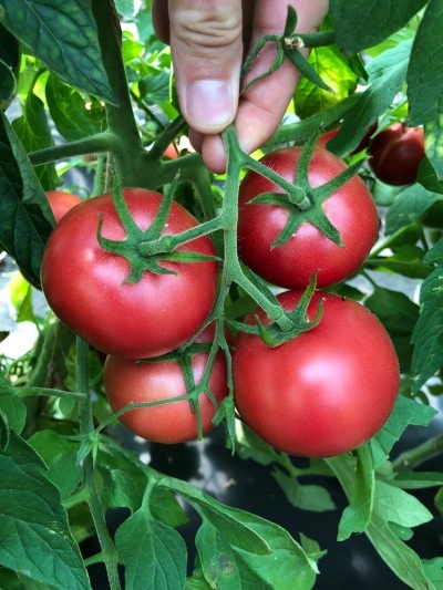Katya rose tomate