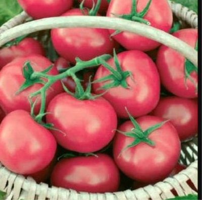 Tomat Pink Lyana