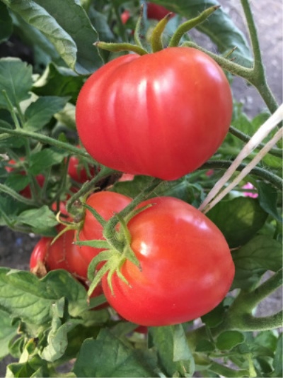 Tomate Rose Passion