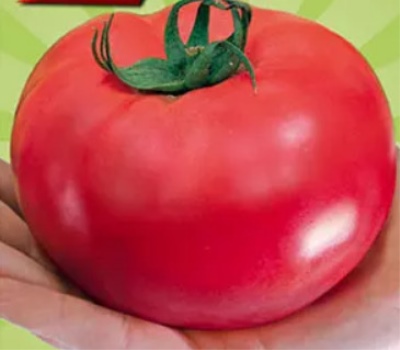 Reino rosado del tomate