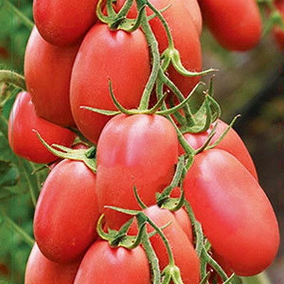 Tomat Pink Agat