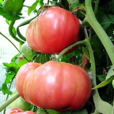 العملاق الوردي الطماطم