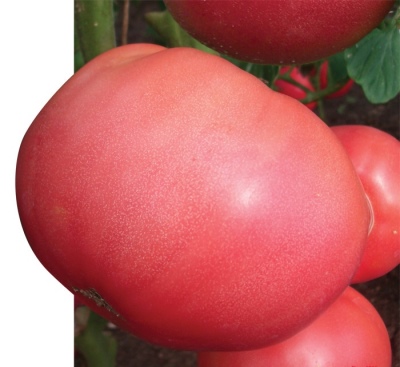 Tomaten-Rosa-König