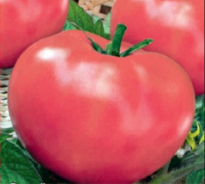 Tomato Pink fleshy