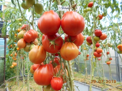 Tomaten-Rougantino