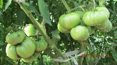 Tomate russe Bogatyr