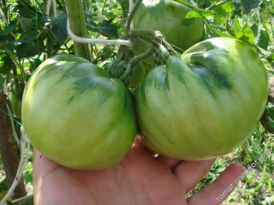 Tomate russische Größe