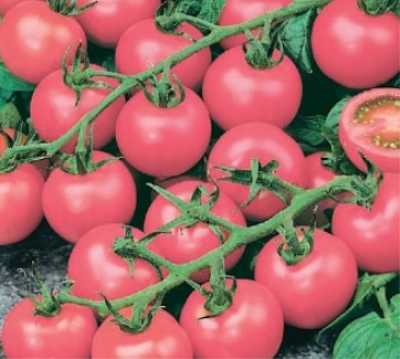 Perla del giardino di pomodori