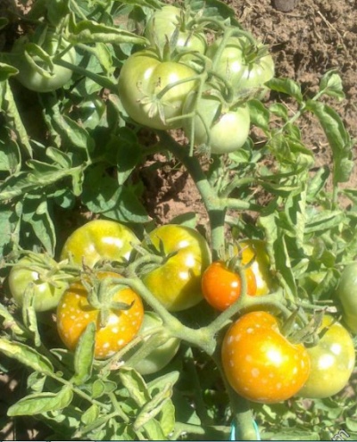 Tomaten Sachalin