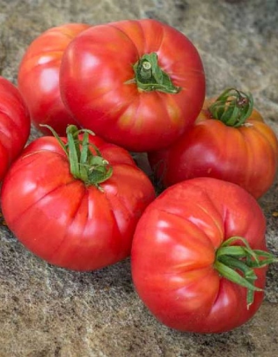 Tomaten Zuckerhut