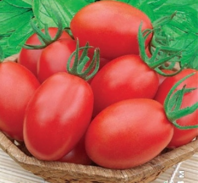 Tomate Zucker Pflaume rot