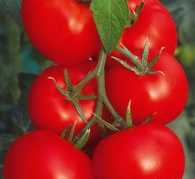 Boca de azúcar de tomate