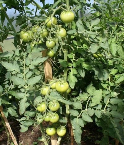 Tomato Samara