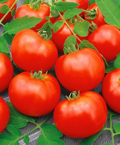 Pepita de tomate
