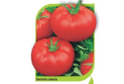 Tomaten Zonsopgang