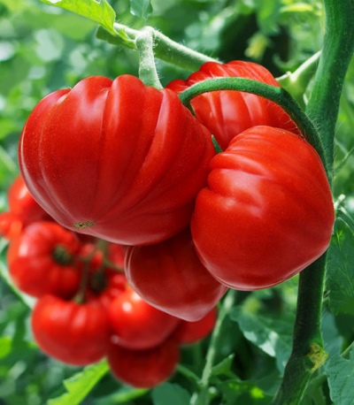 Tomate Sarah