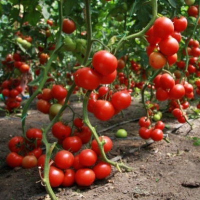 Tomaten Sieben Vierzig
