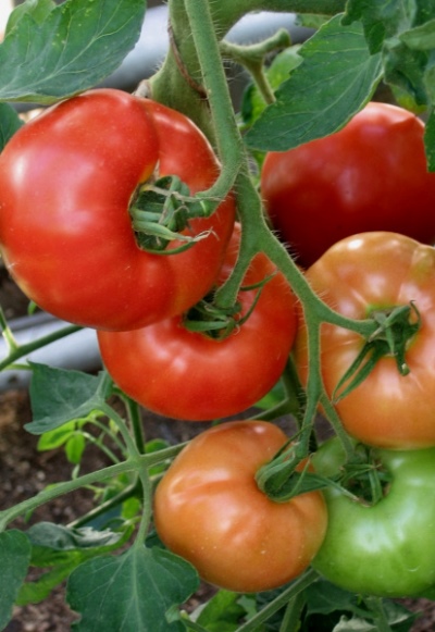 Famille de tomates