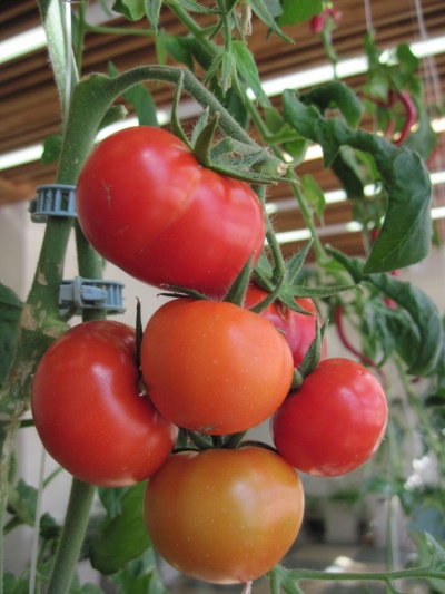 Tomato senior tomato