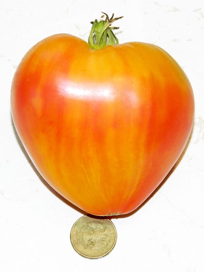 Tomatenherz von Aprikosenzebra