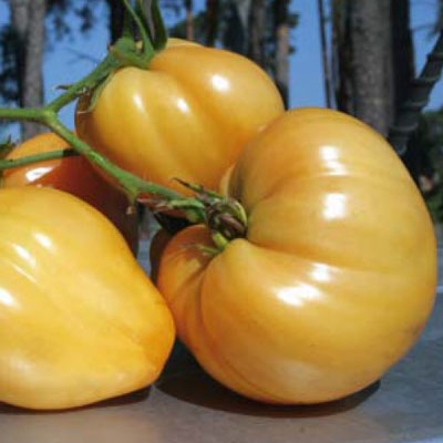 Corazón de tomate de Ashgabat
