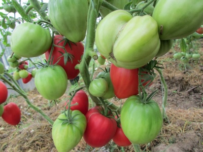 Coeur de Tomate d'Italie