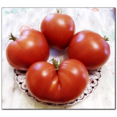 Tomaten-Känguru-Herz