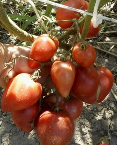 Tomate Rotes Drachenherz