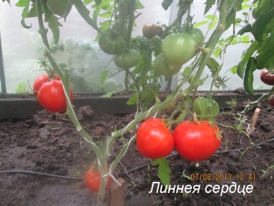 Corazón de tomate de Linneo