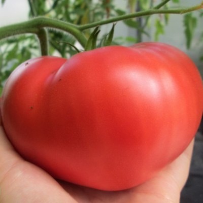Corazón de tomate de Minusinsk
