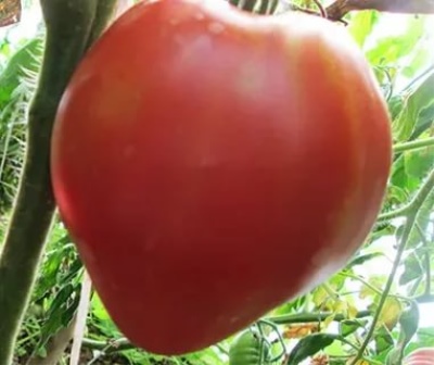 Corazón de tomate de Siberia