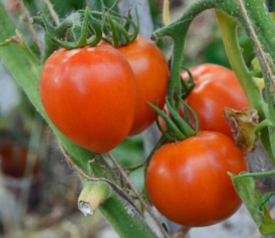 Brise-cœur à la tomate