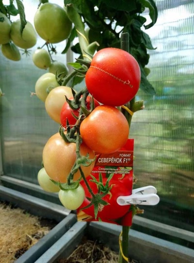 Tomato Severenok
