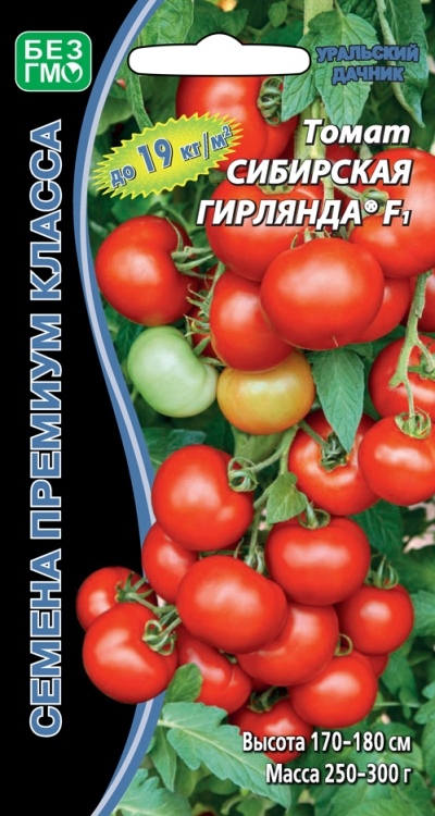 Sibiřská girlanda z rajčat